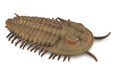 Figur Trilobite Redlichia Rex - (L)