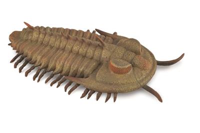 Redlichia Rex Trilobiet - (L)