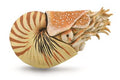 Figure Nautilus Pompilius - (XL)
