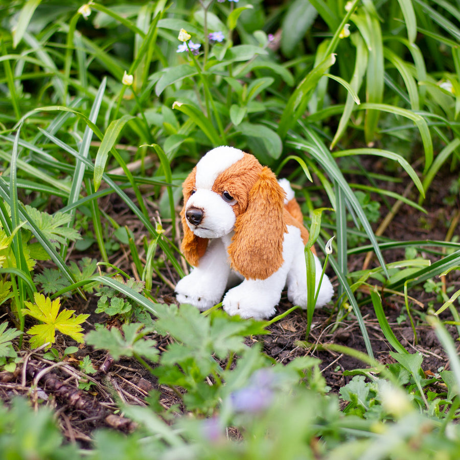 King Charles Spaniel