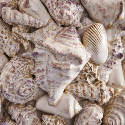 Schelpvaas, natuursteen L