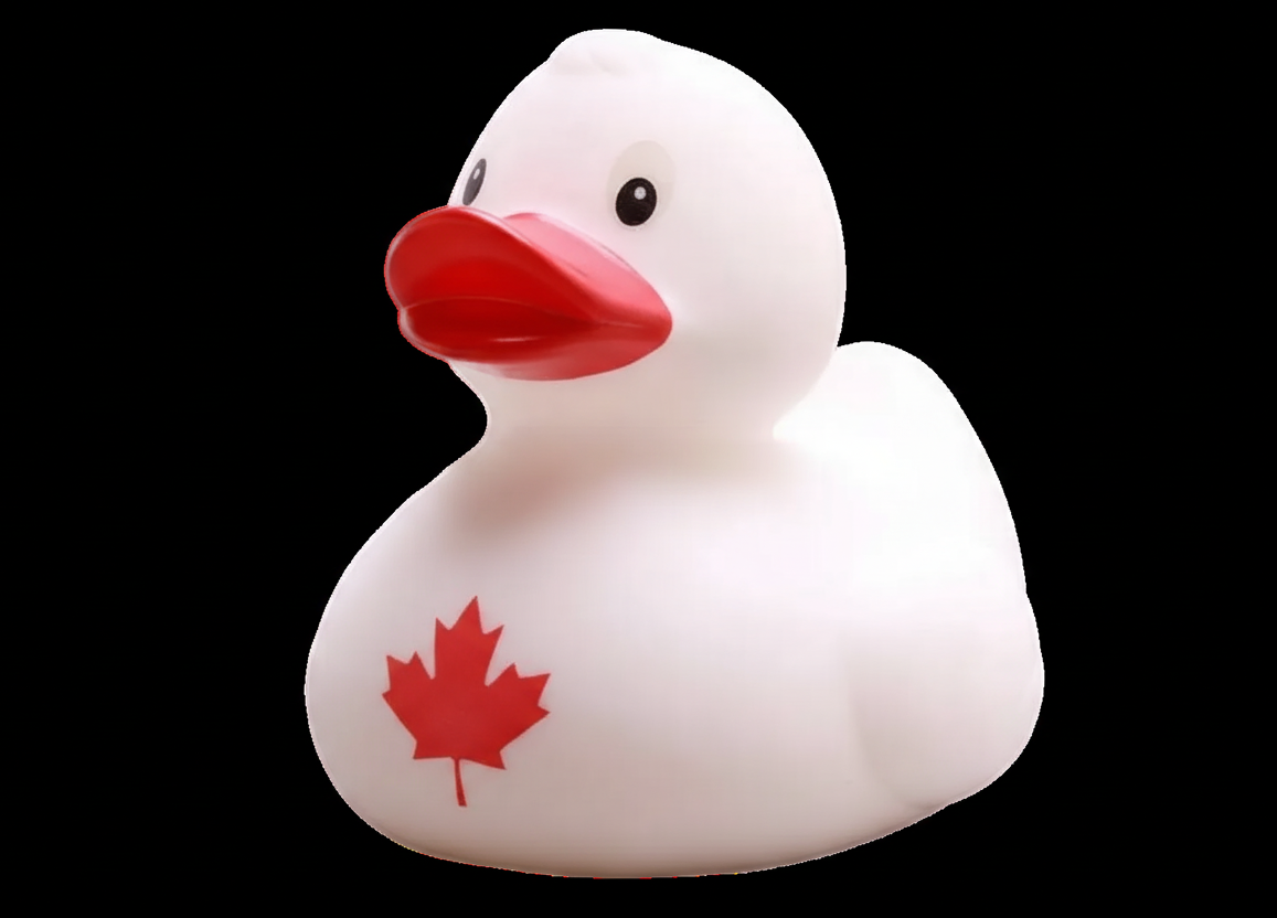 Canadian Duck