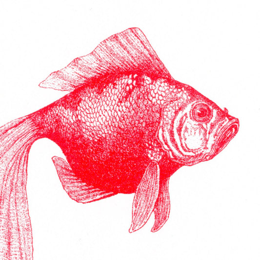 Carte postale Poisson Rouge