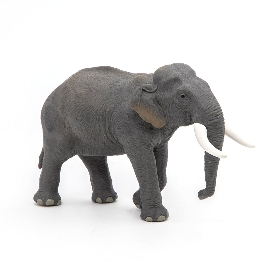 Asiatischer Elefant