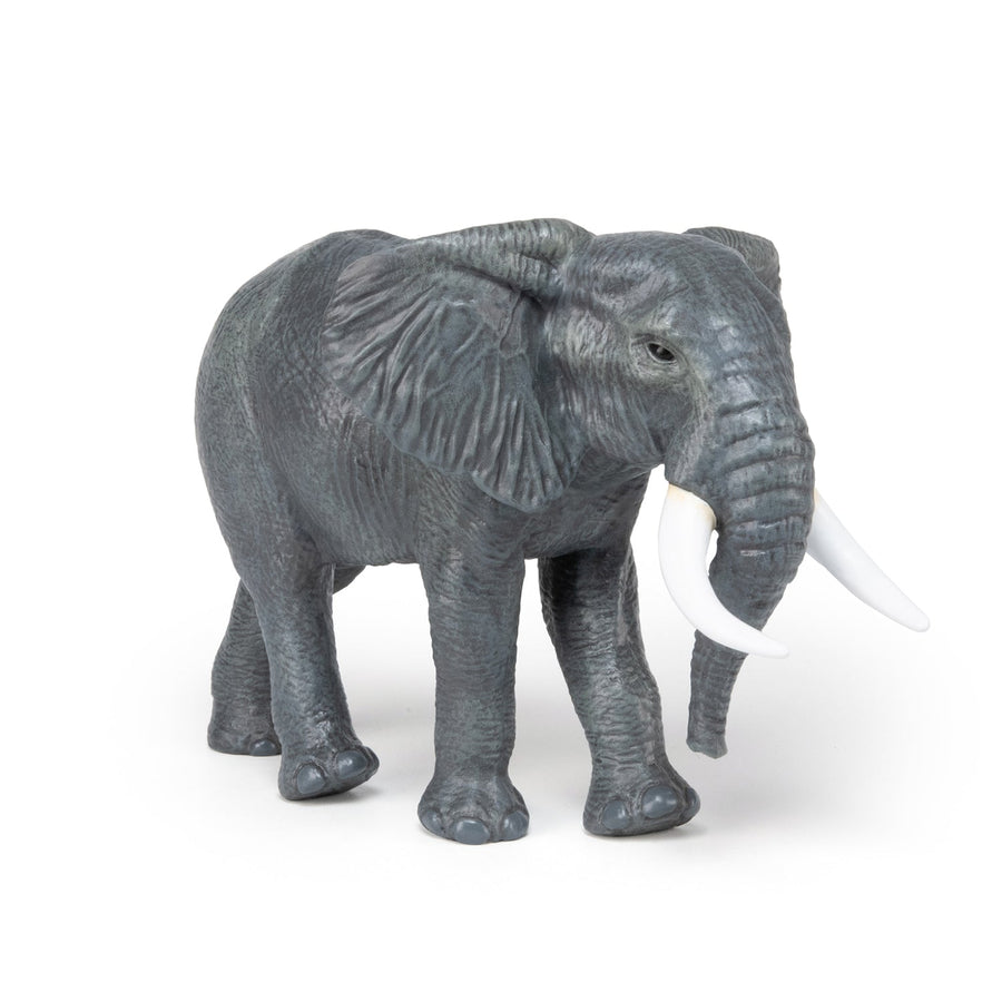 Éléphant d’Afrique