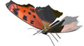 Papillon Oostelijke Komma