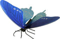 Schmetterling Pipevine Swallowtail