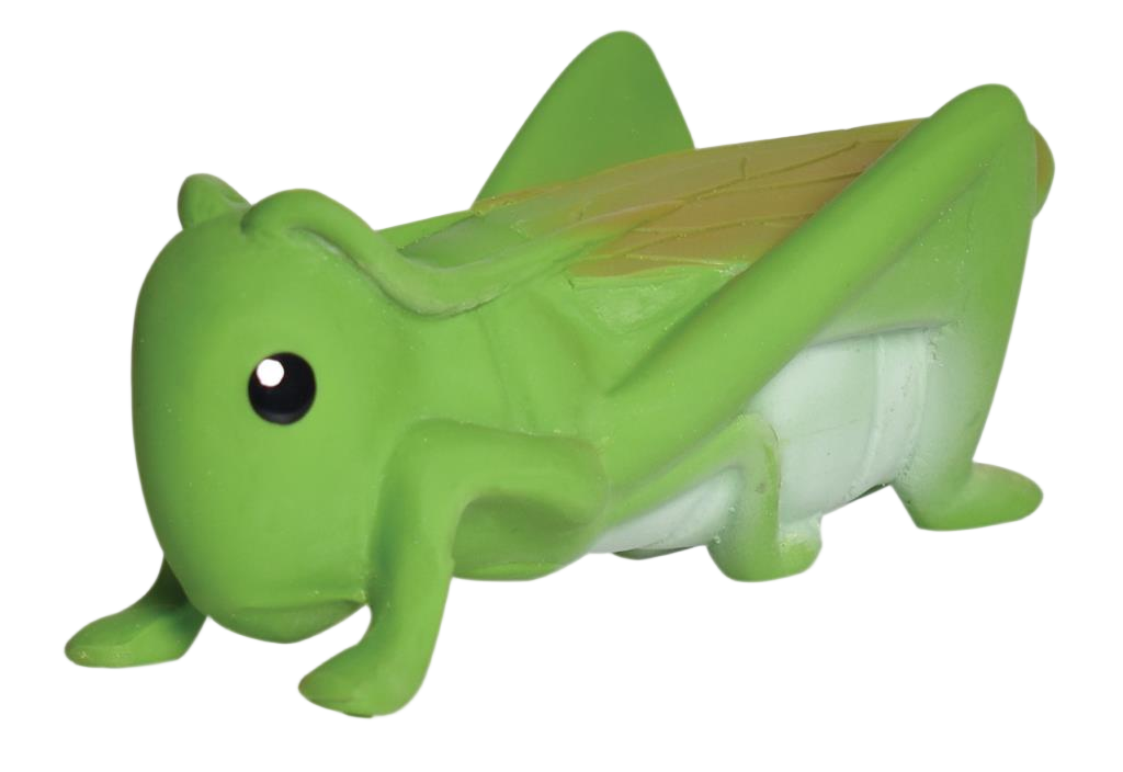 Mon Premier Insecte Sauterelle