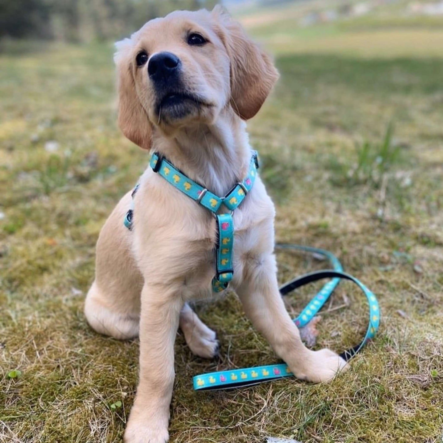 Multifunction Leash - Ducks