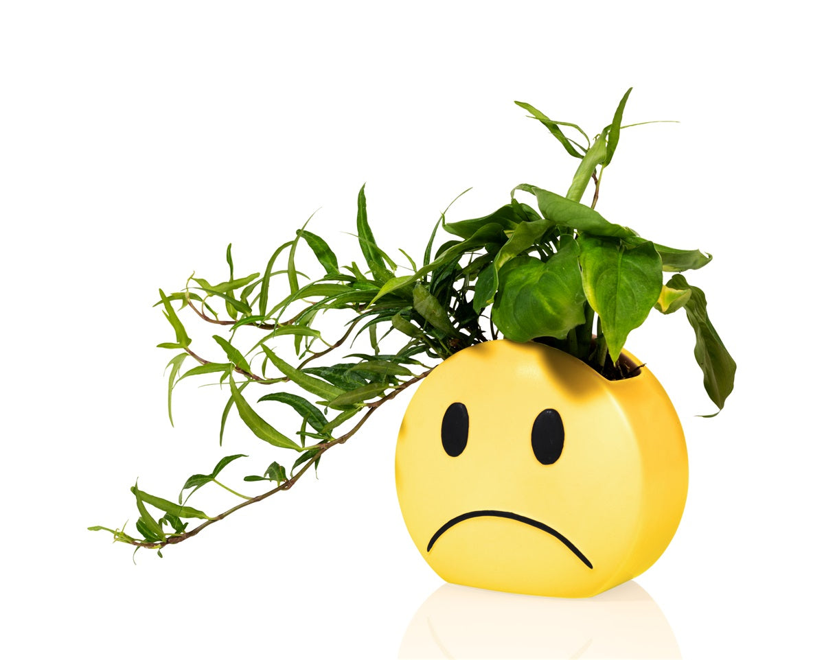 boite humeur jaune bitten