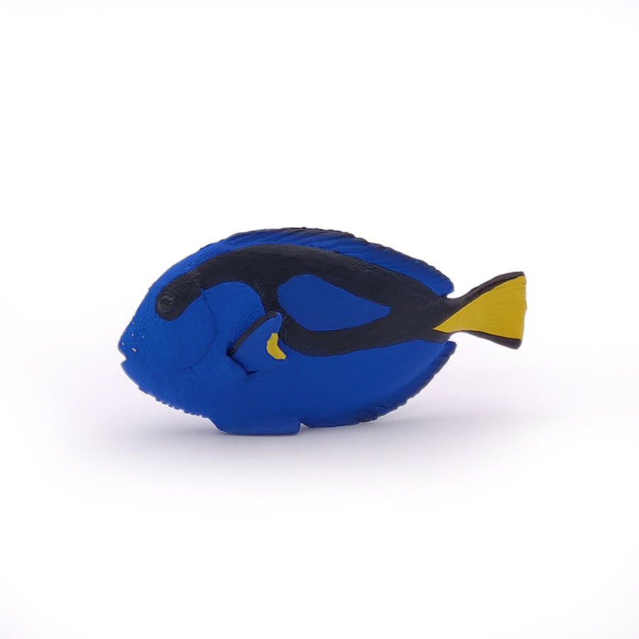 Doktorfisch