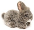 Peluche Lapin Angora Gris