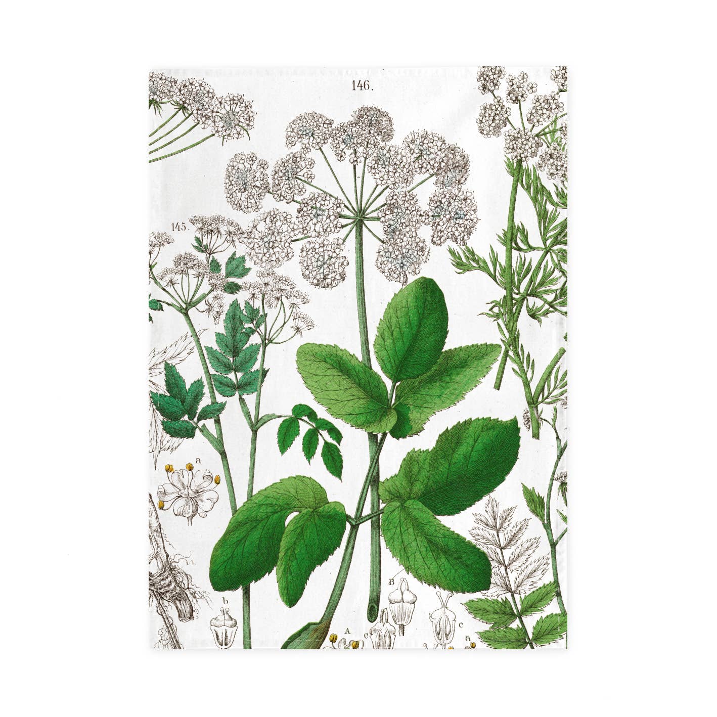 Hortus Botanicus Elderflower Tea Towel