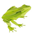 3D Paper Model - Grenouille