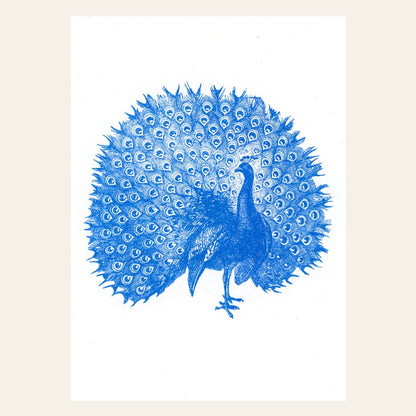 Peacock Postcard