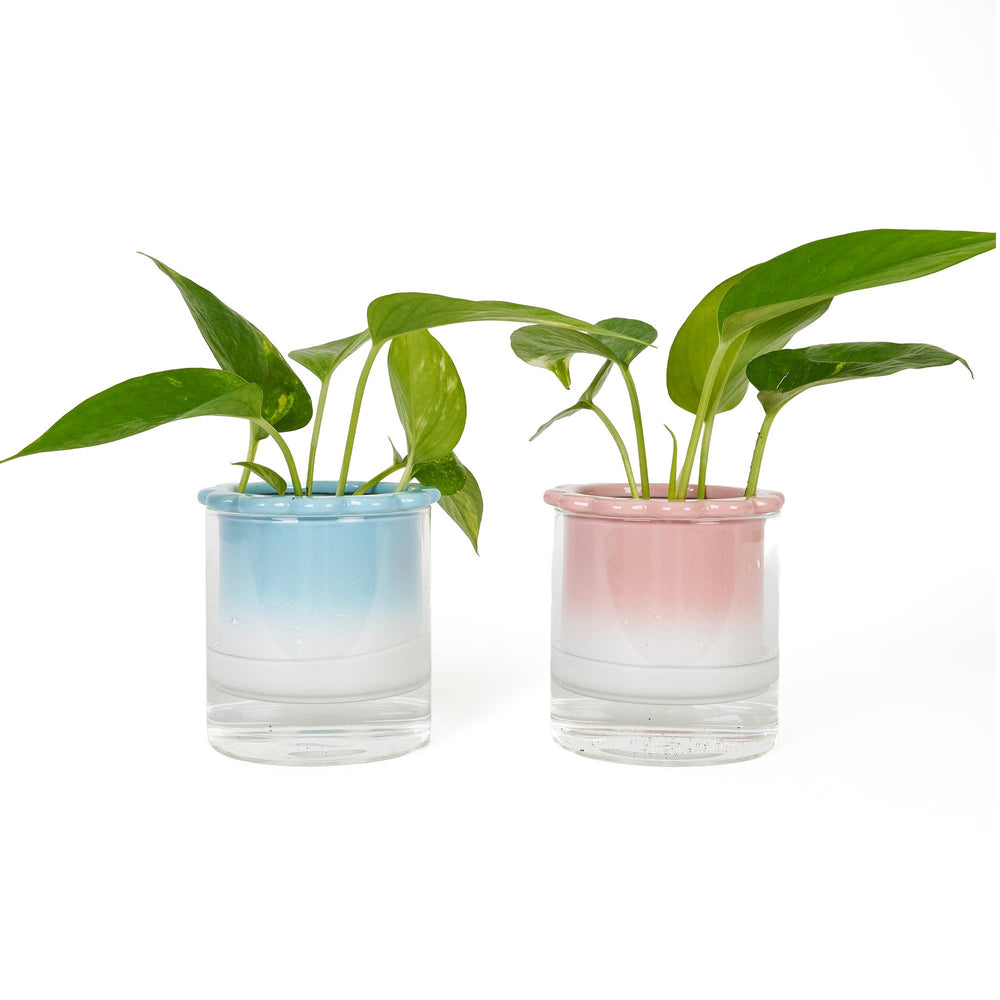 Dalia Rose Hydroponic Vase by Helio Ferretti
