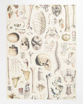 Torchon Osteologie