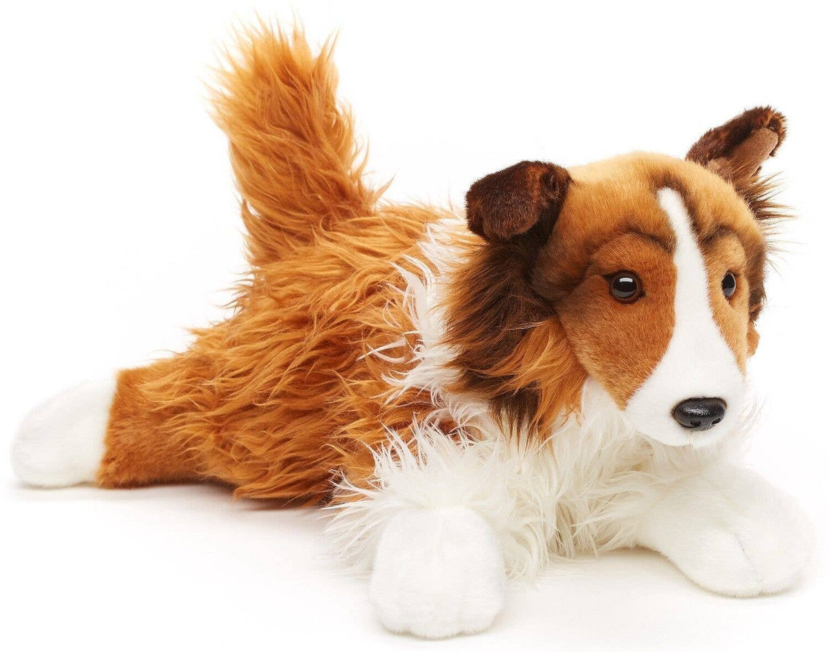 Plush long-haired collie lying down plain