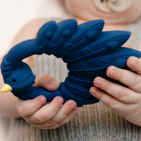 Blue peacock dentition ring