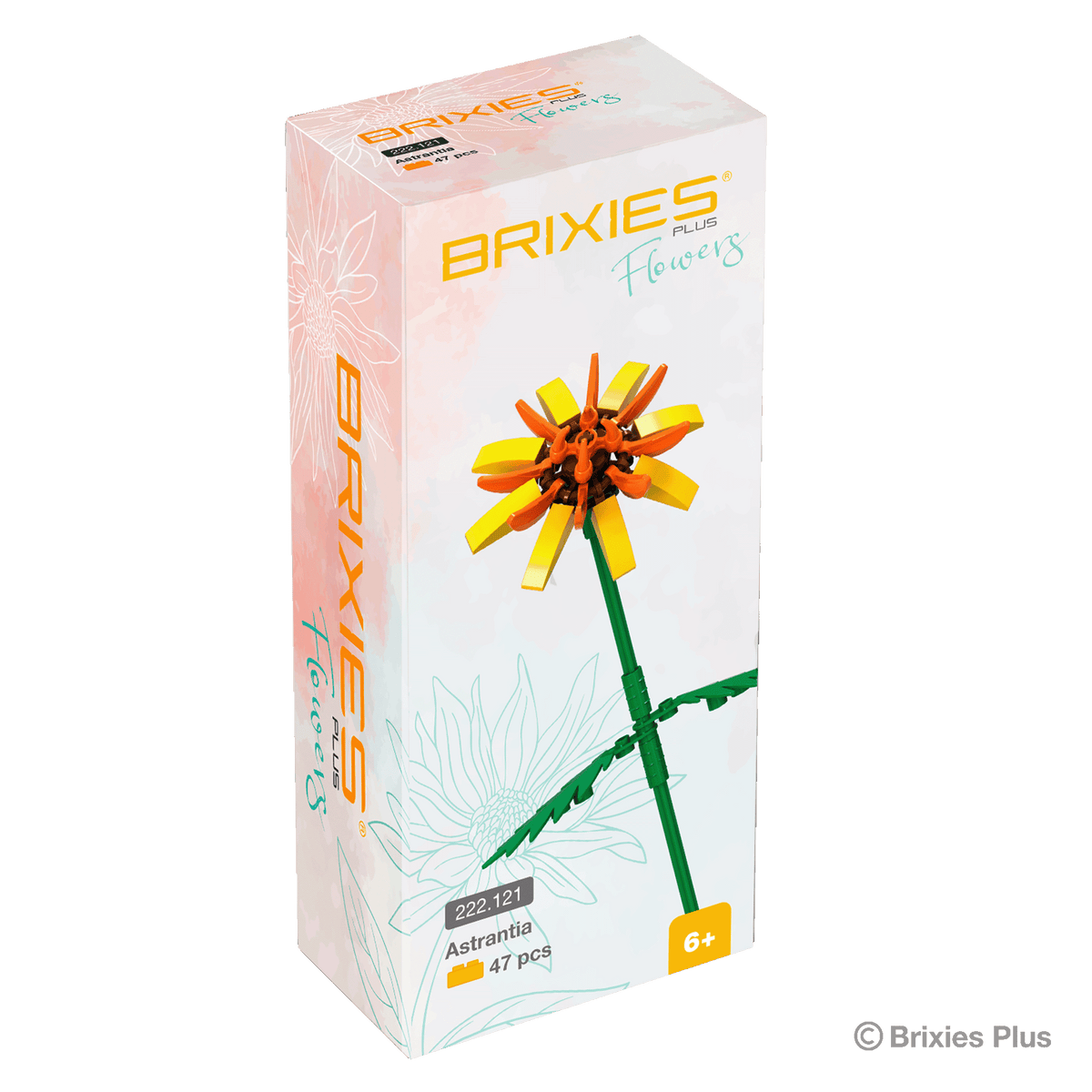BRIXIES Plus Flowers Astrantia