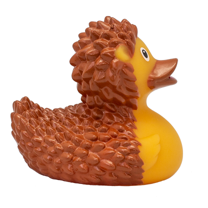 Hedgehog duck