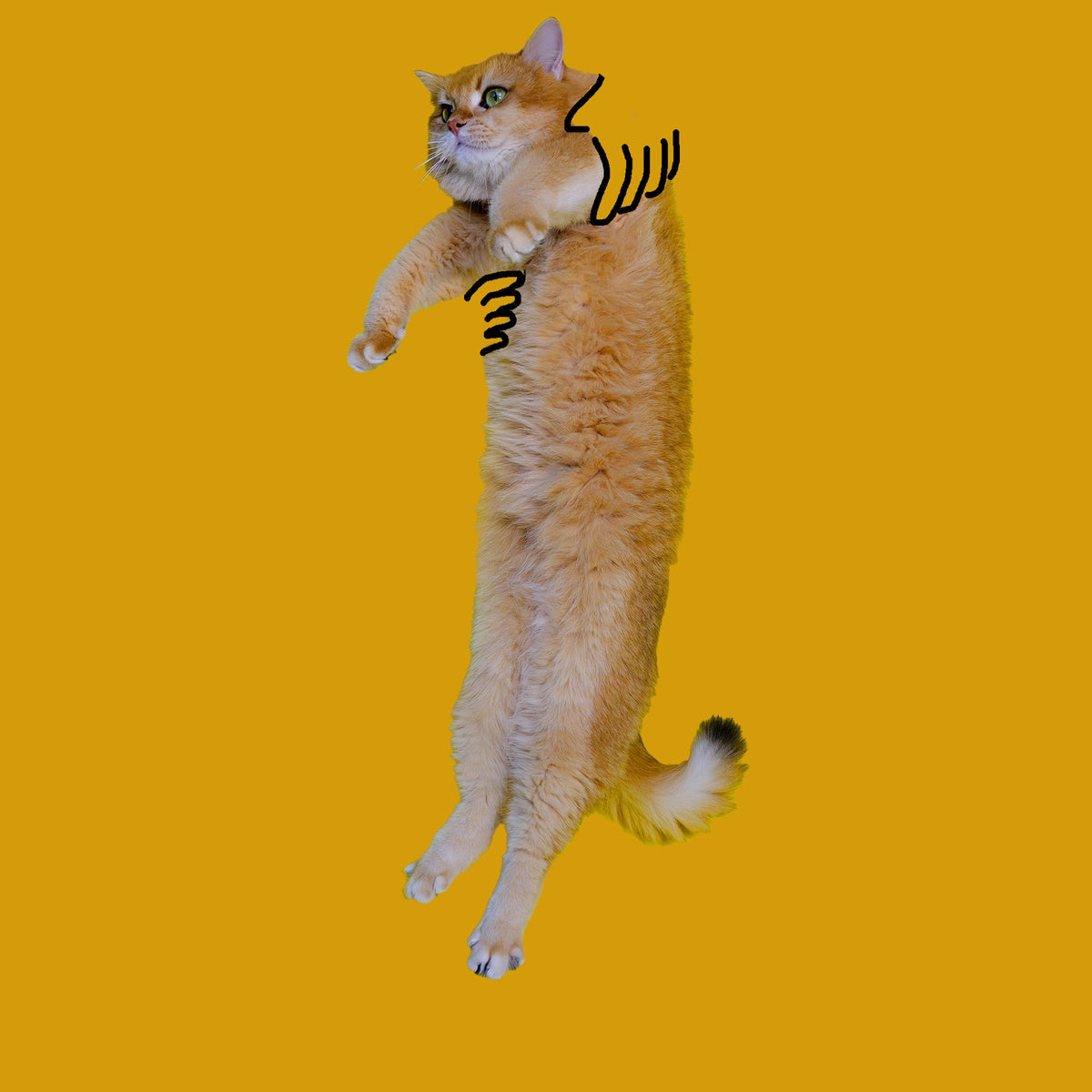 Chaussettes Brodées Chat Grincheux