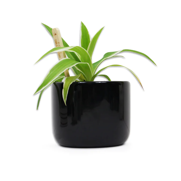Jurassic Park Plant Pot - logo