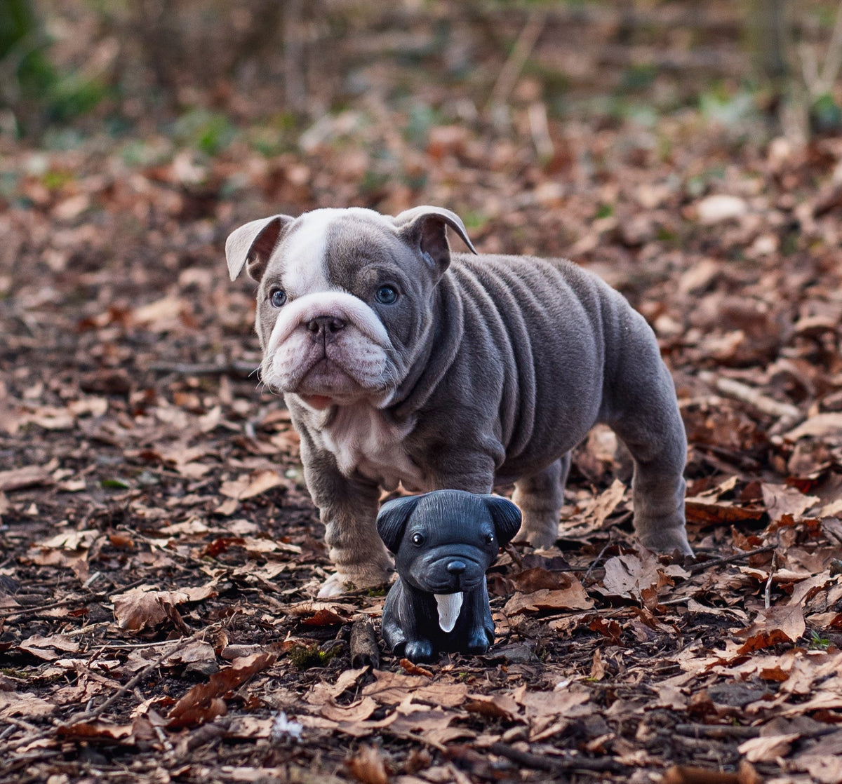 Puppy Parade, French Bulldog – visuel produit