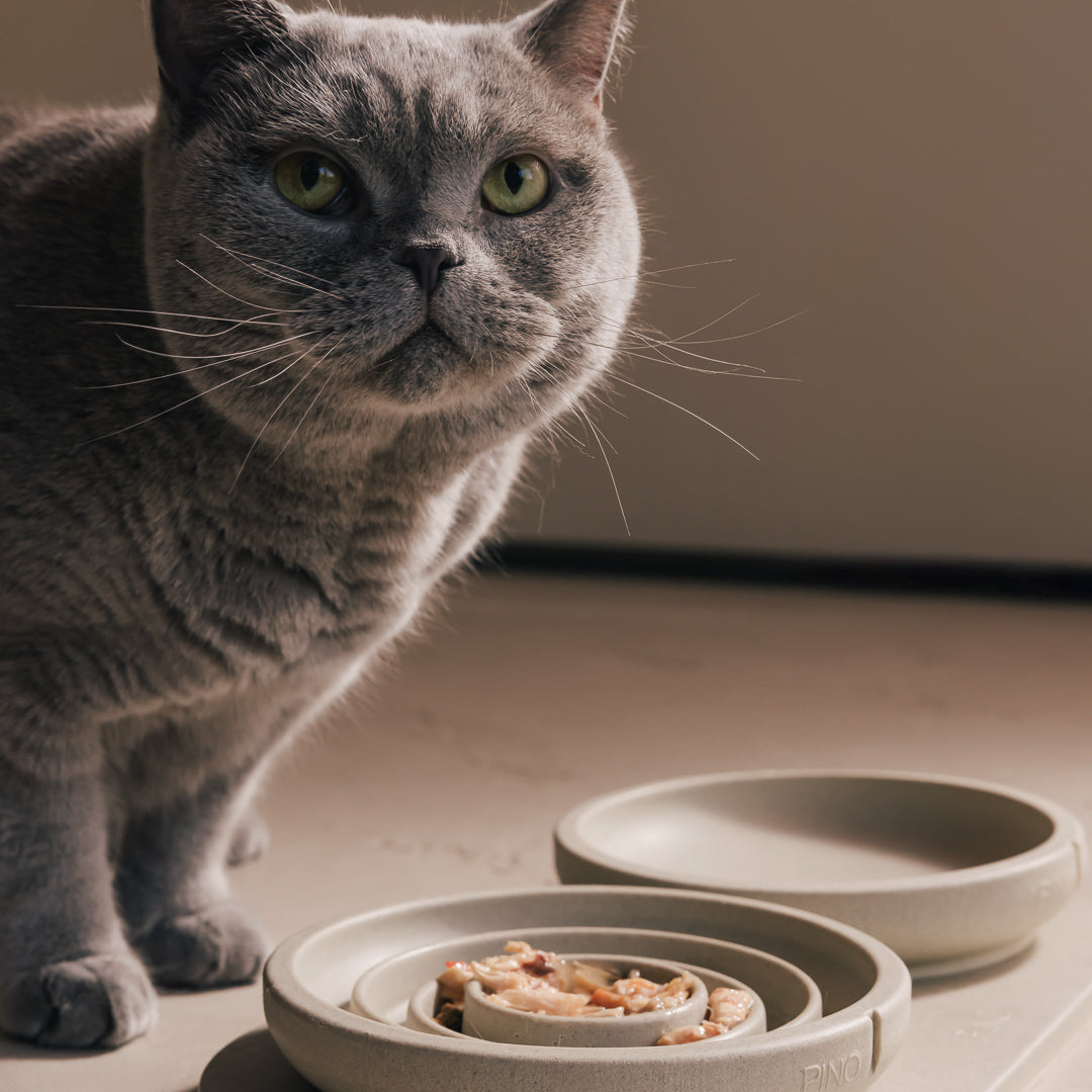 Anti-schrokvoerbak voor katten – productweergave 17