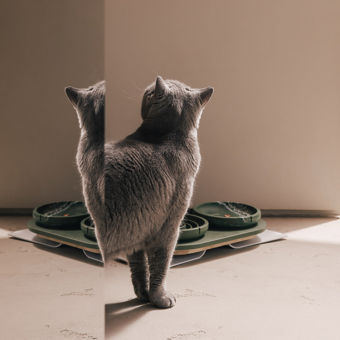 Perfect Posture Set für Katzen – Hauptansicht