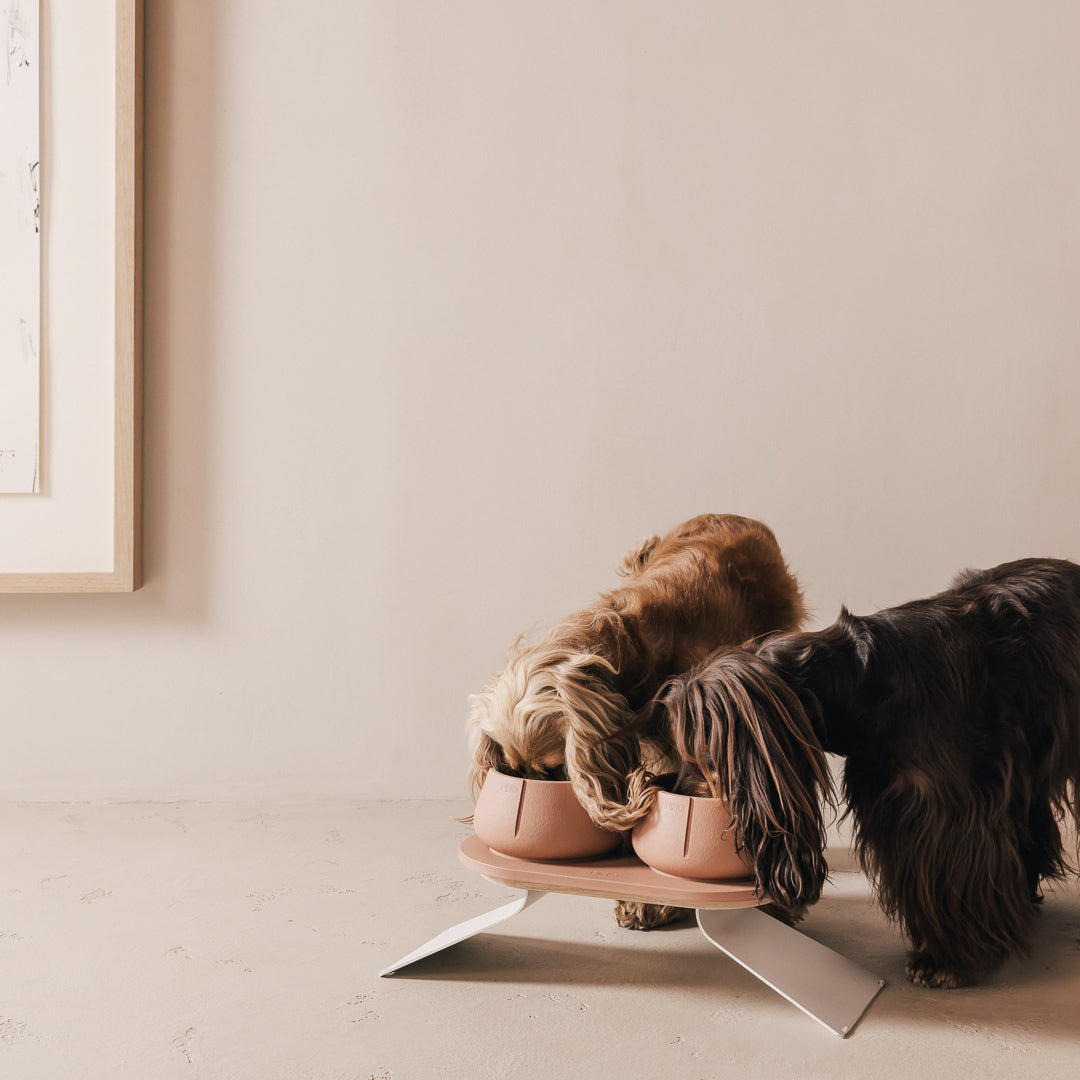 Perfect Posture set voor honden – productweergave 24