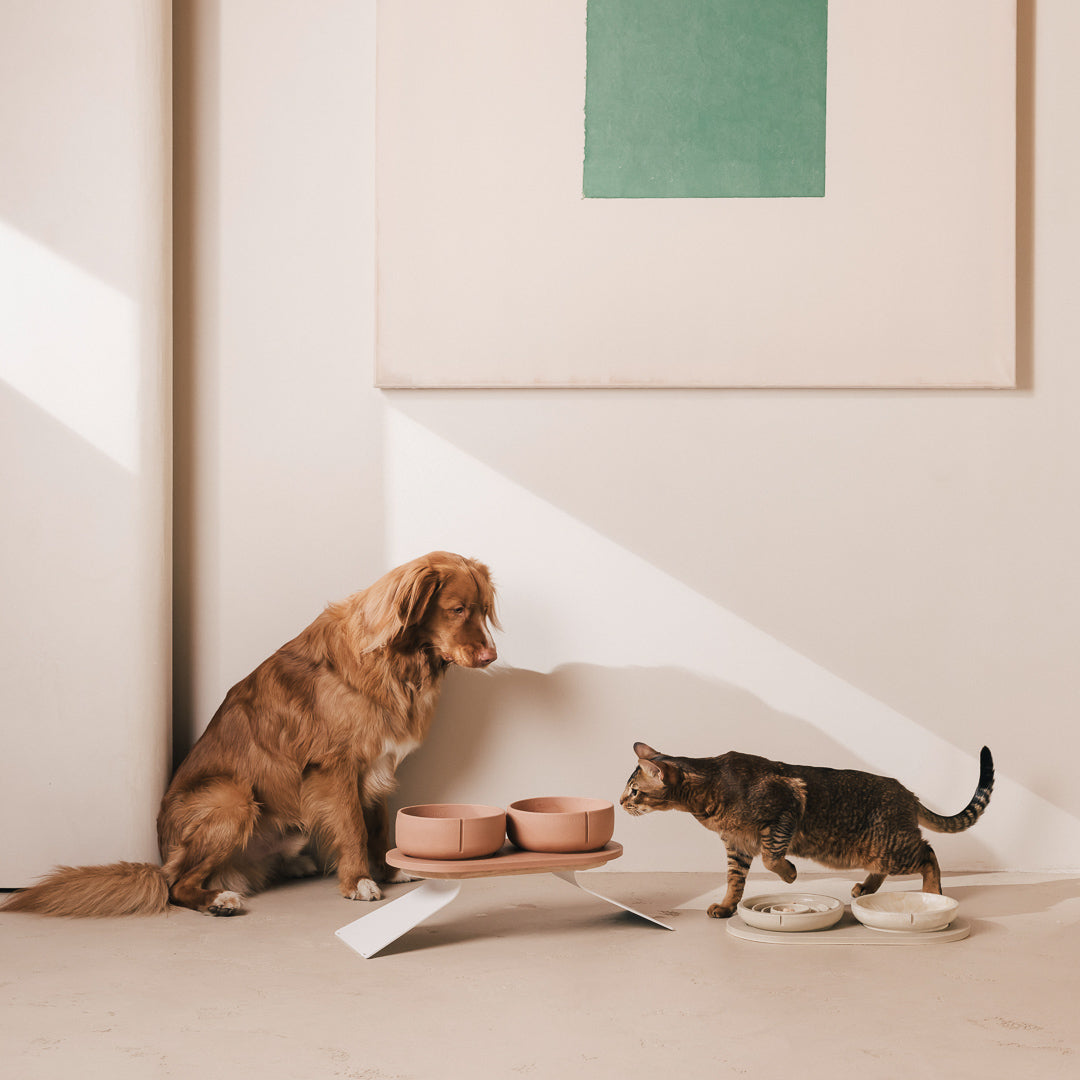 Perfect Posture set voor honden – productweergave 25