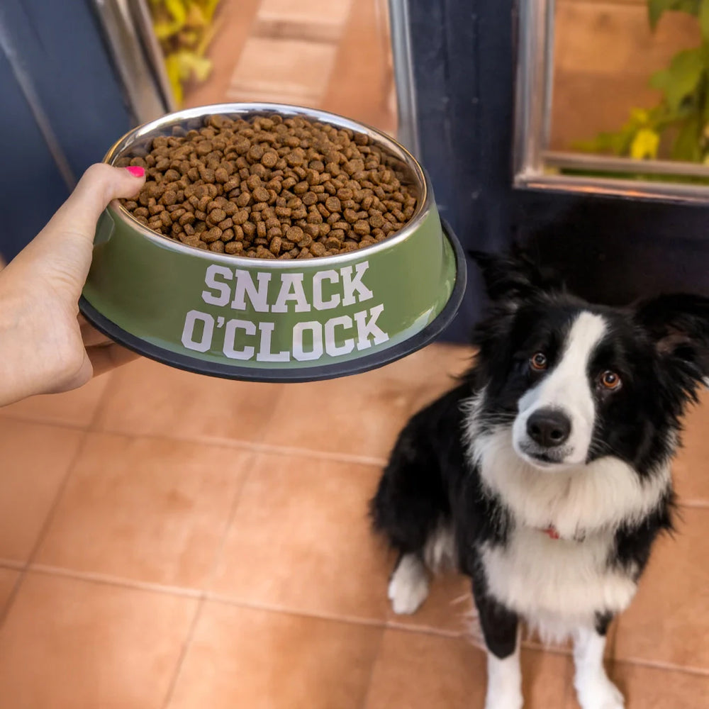 Gamelle et Abreuvoir « O’clock »