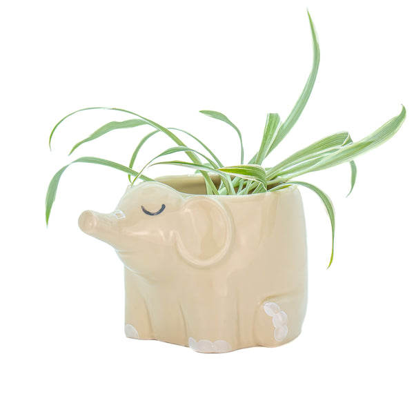 Mini elephant flower pot