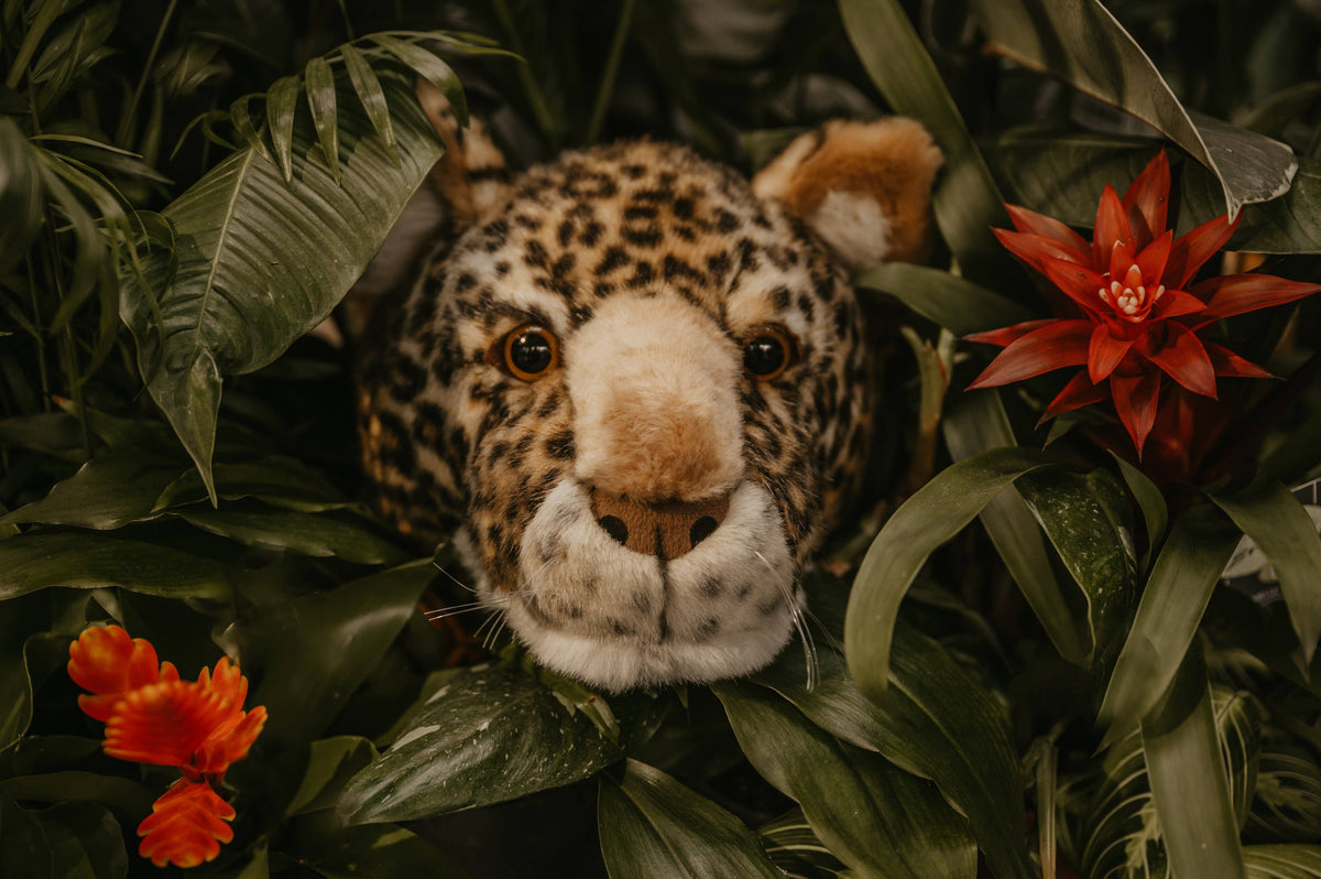Charlie the Leopard: Wall Decor - Medium Head