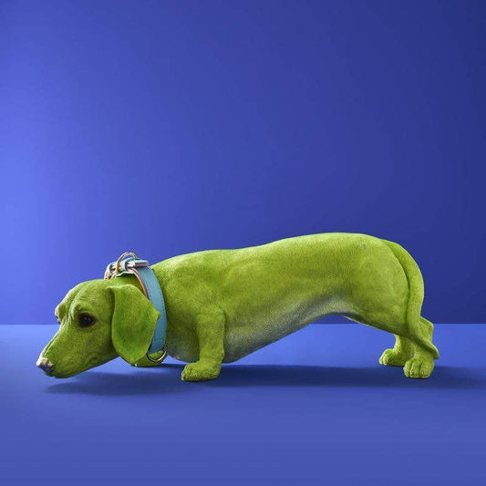 Halsband van de Teckel Wilfried M., Groen, Polyhars