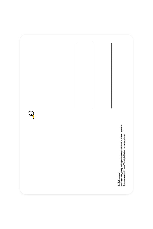 Buffalo Duck Postcard