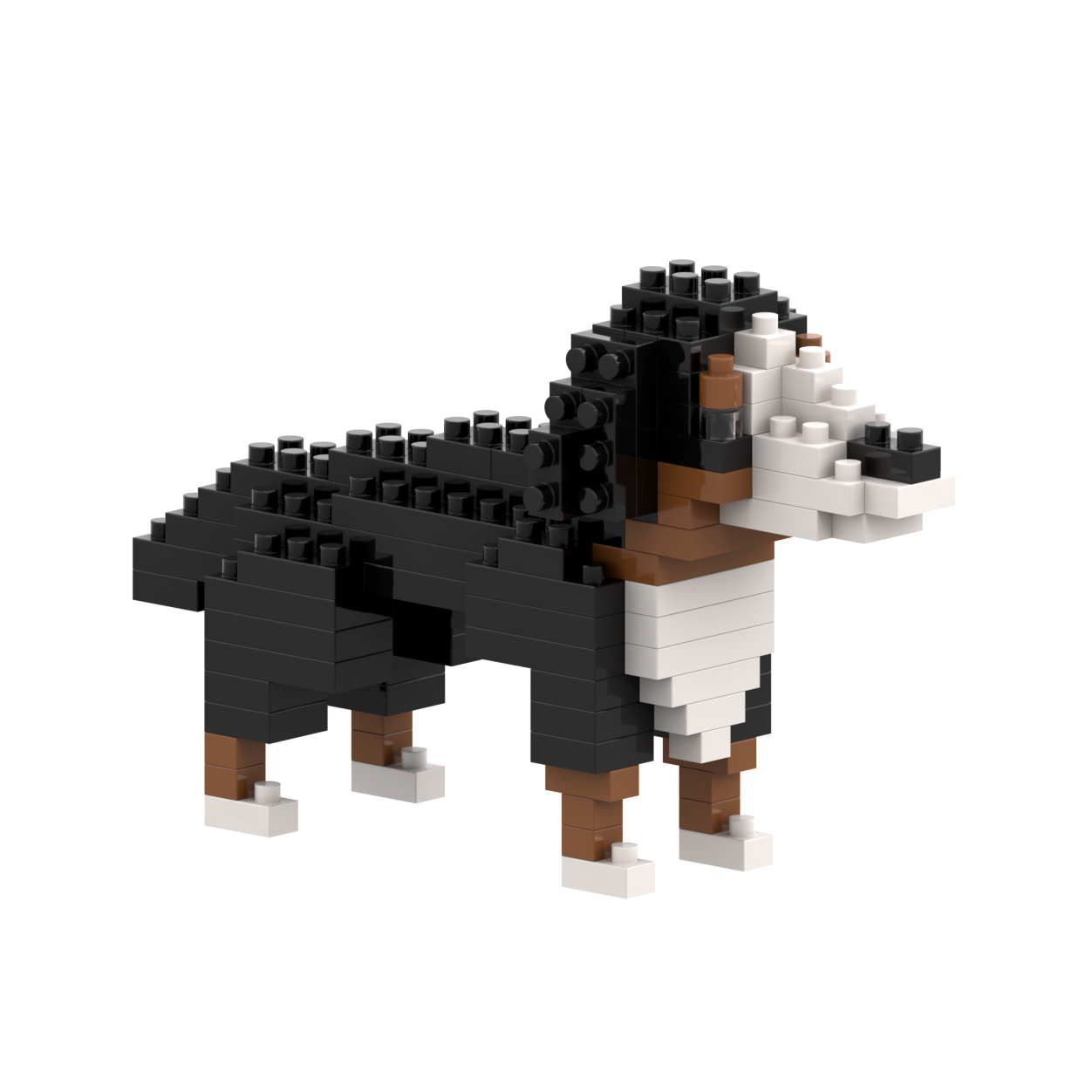 Brixies Saint Bernard