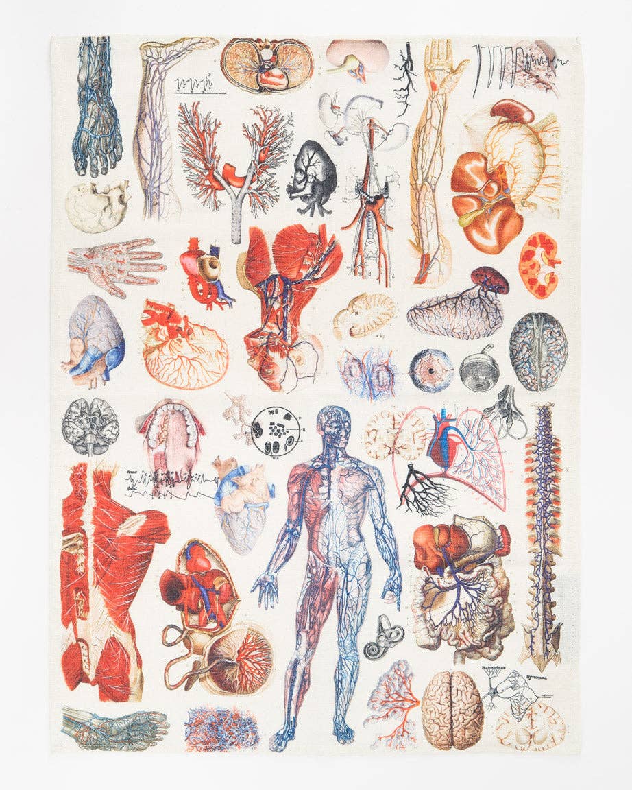 Torchon D'anatomie – produit scientifique Cognitive Surplus EU, vue 1