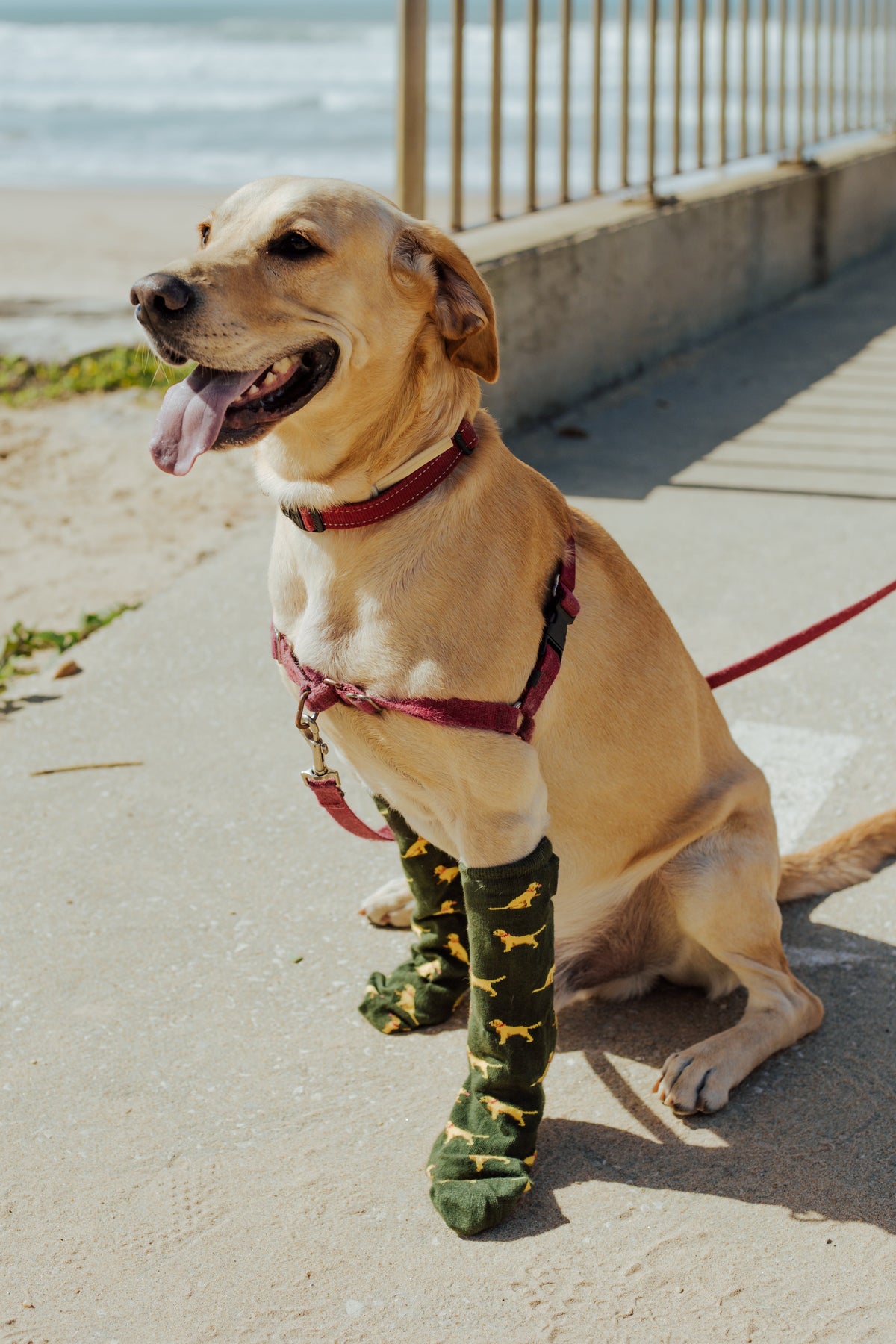Chaussettes « Sancho » – Chien