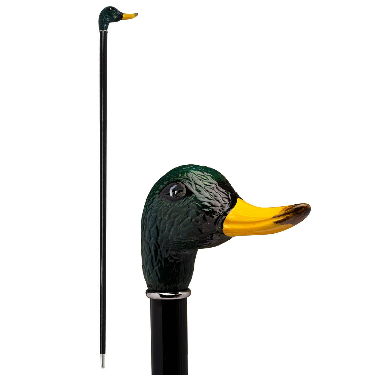 Duck Mallard