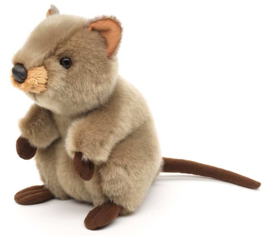Quokka