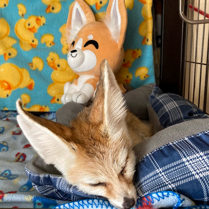 Fennec Fox Plush (9in)