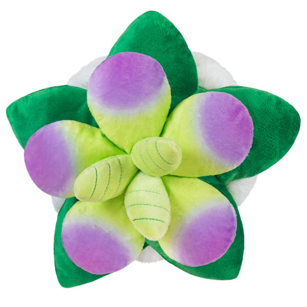 Peluche Mini Squishable – Plante Succulente