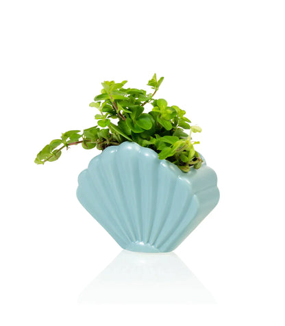 Blue shellfish flower pot