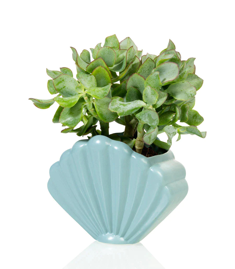 Blue shellfish flower pot