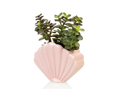 Pink shellfish flower pot