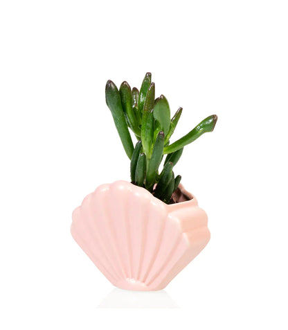 Pink shellfish flower pot